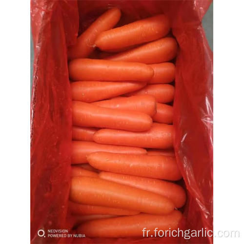 Récolte 2019 carotte fraîche bonne qualité